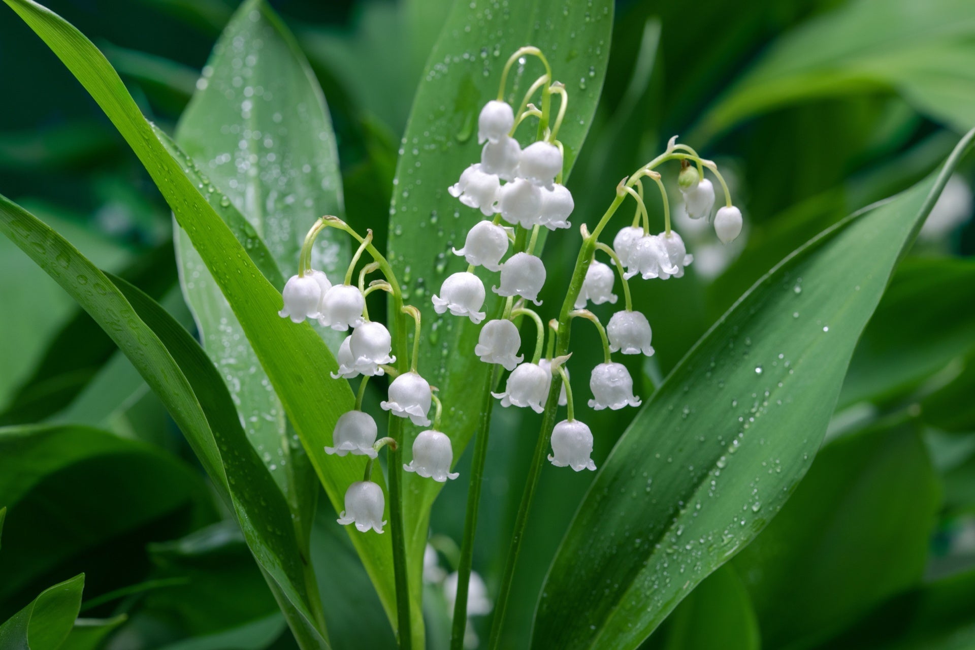 Delicate white lily-of-the-valley flowers hanging from green stems with dewy leaves