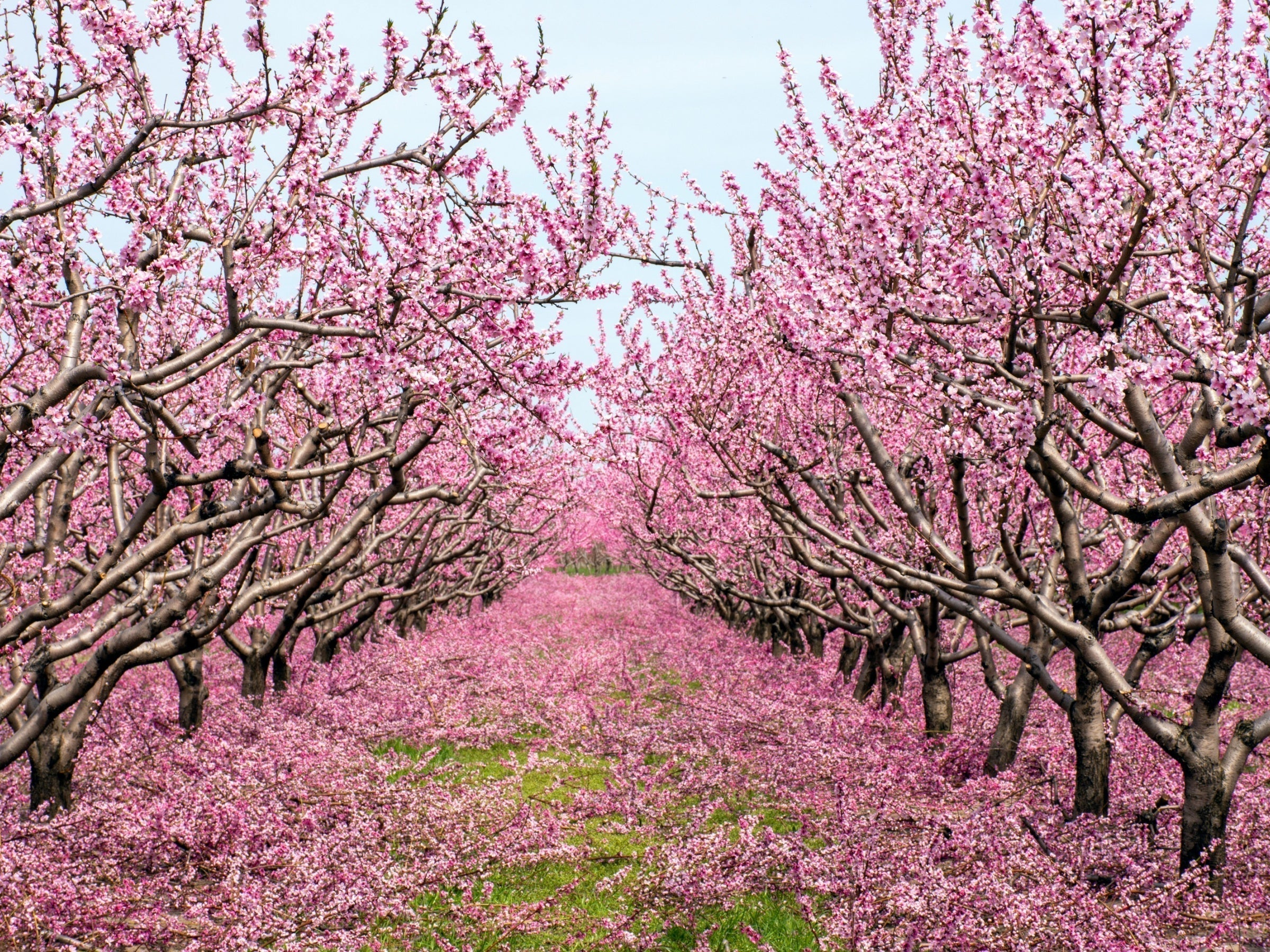 Symmetrical pathway of native cherry blossom trees with pink flowers