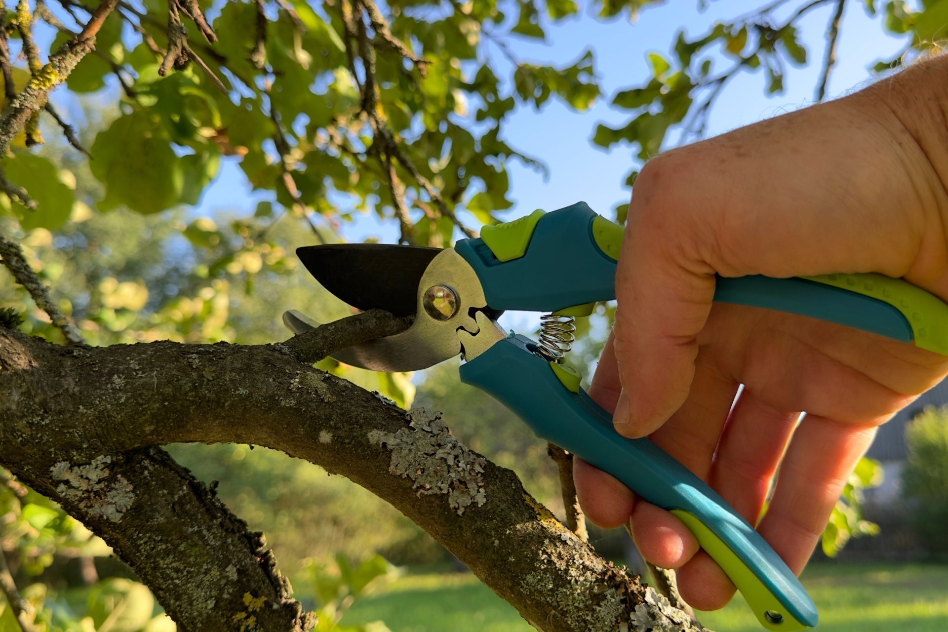 Blue and lime green pruning shears trimming tree branch