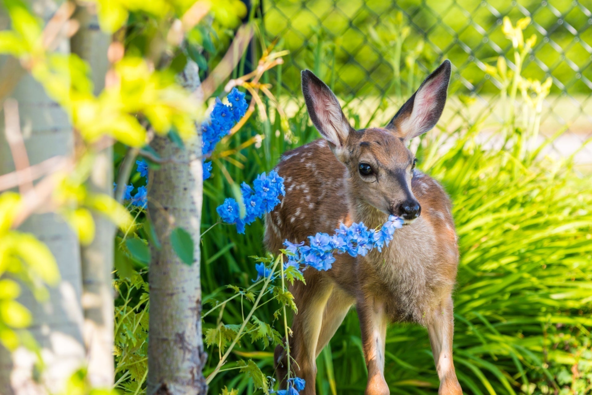 Young deer nibbling blue flowers in deer-resistant summer perennial garden