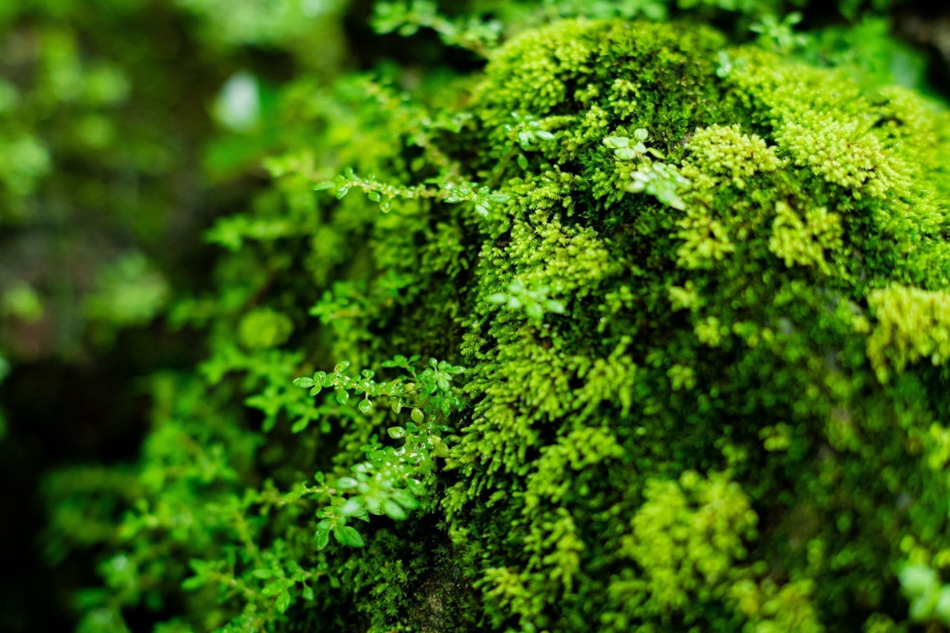 Vibrant green moss with textured surface for landscape design ideas