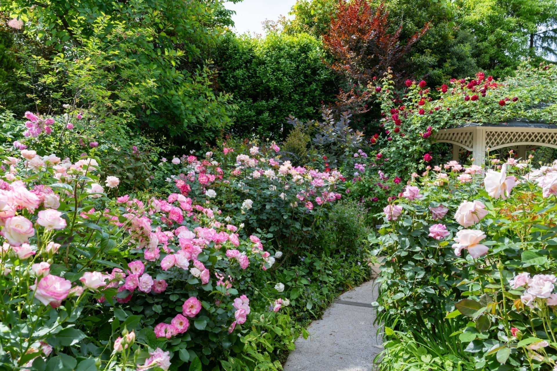Lush garden pathway of low-maintenance pink and white sun perennials