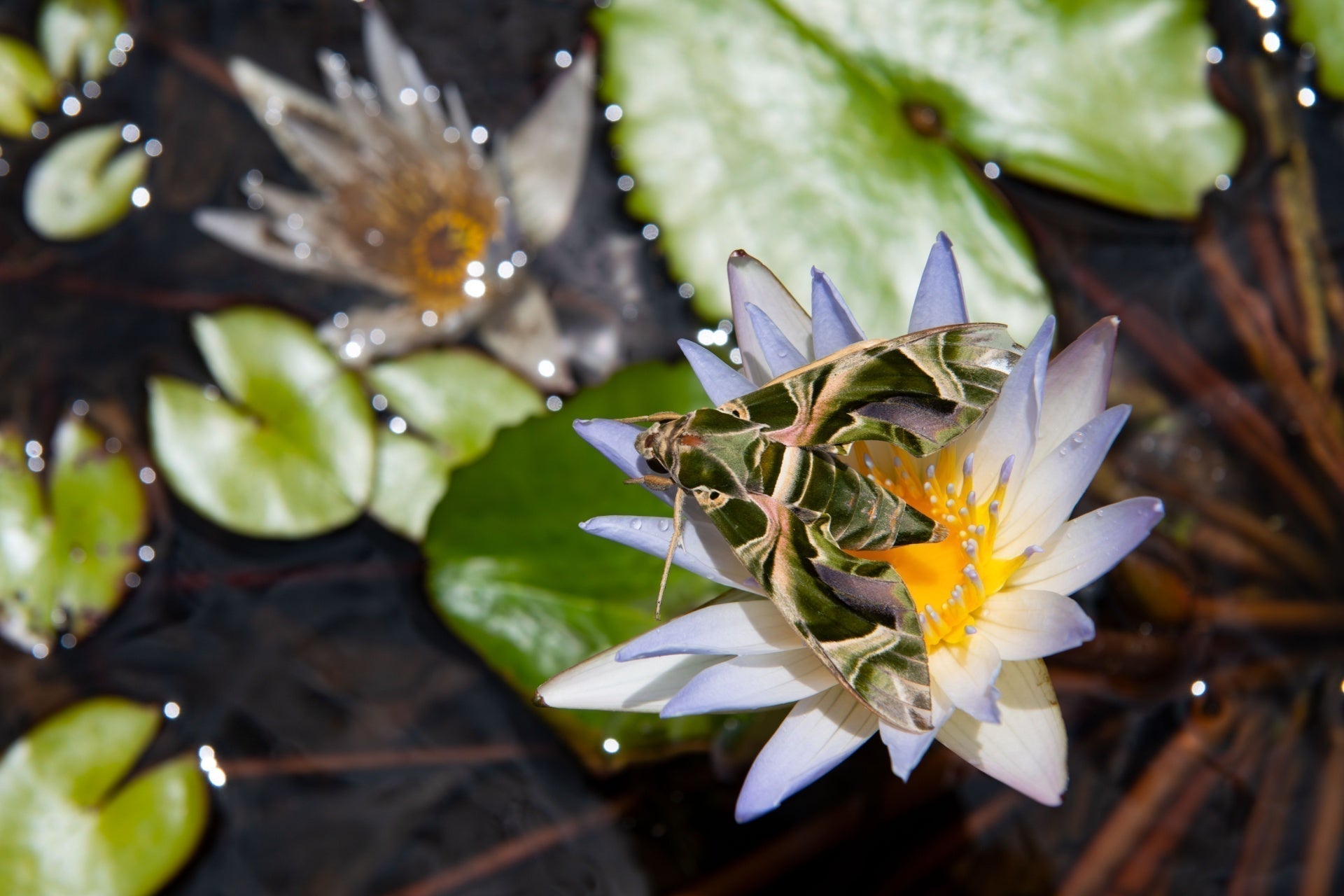 Green brown moth on pale purple water lily in early spring perennial garden