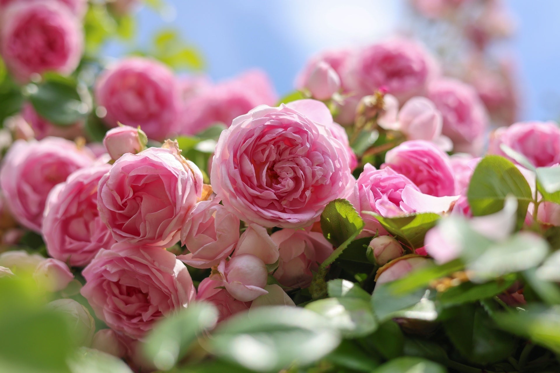 Soft pink roses with layered petals and lush leaves for fragrance gardens