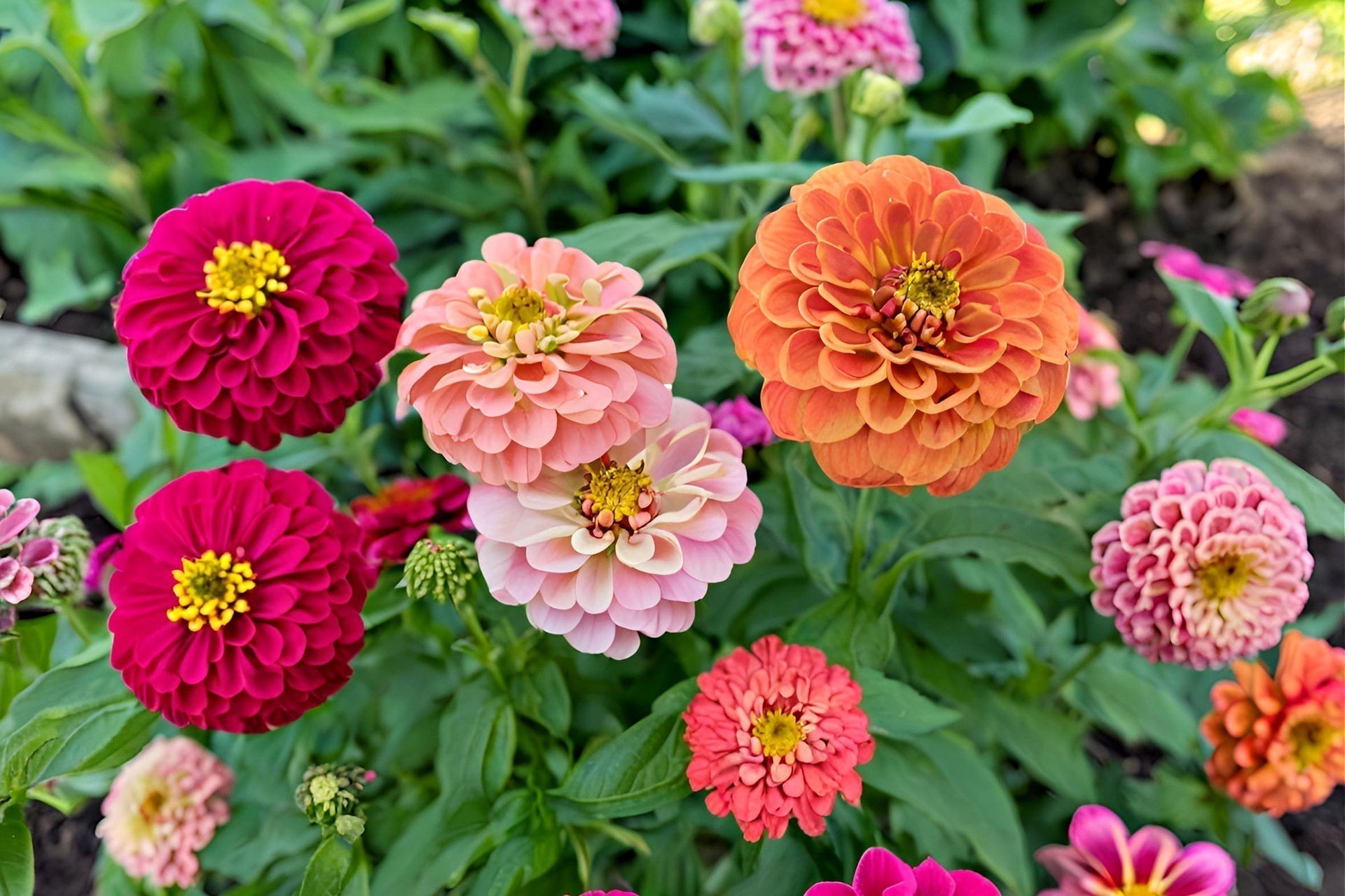 Vibrant zinnia flowers in pink, orange, coral with yellow centers