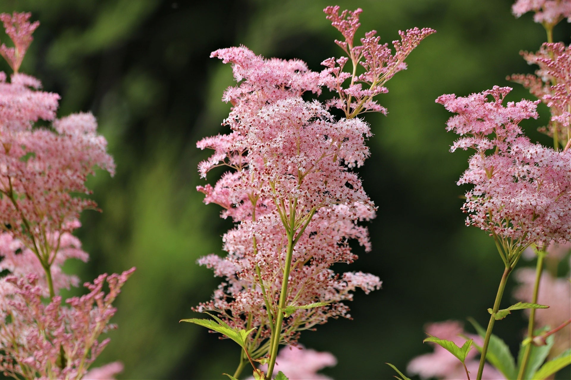 Native pink feathery flower clusters on slender green stems for gardens