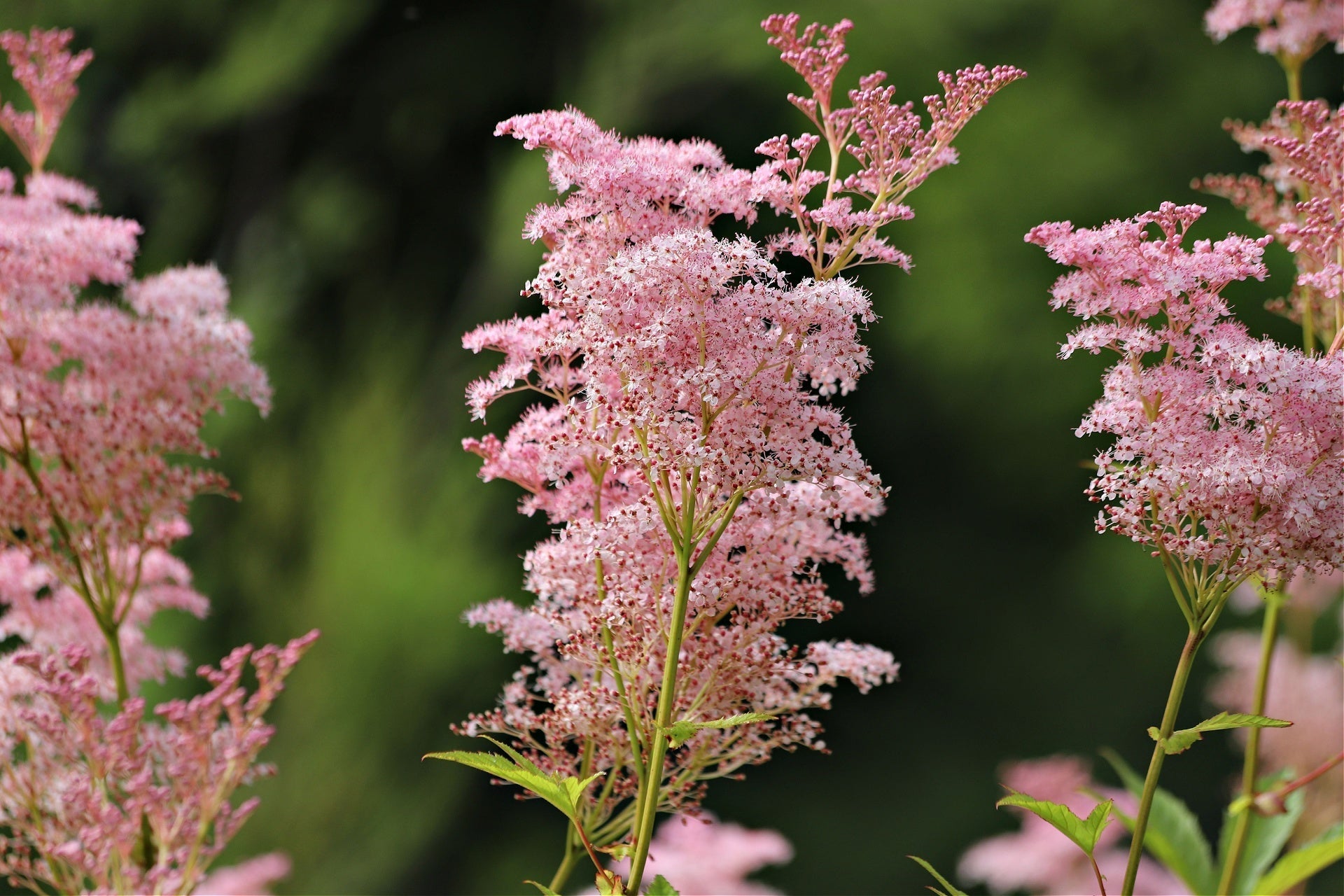 Pink feathery flower clusters on slender green stems in garden