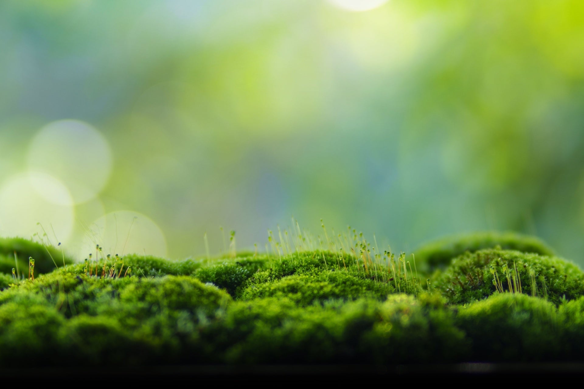 Vibrant green moss with slender spore stalks, ideal for shady moist gardens
