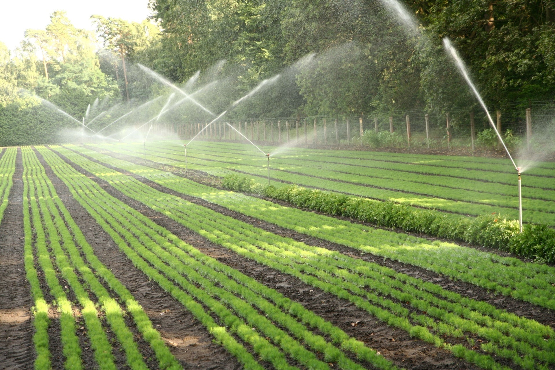 Vibrant green field-grown crops watered by sprinklers for landscaping