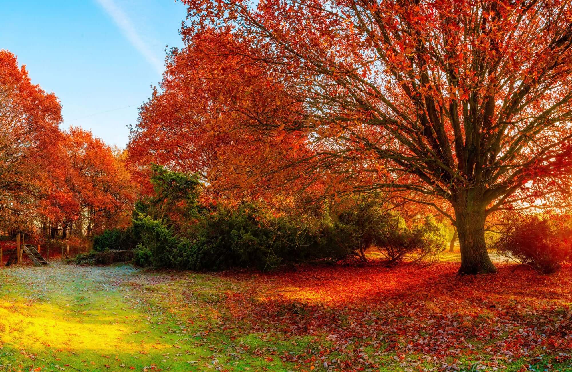 Spring Front Yard Trees: 10 Compact Curb Appeal Picks - TN Nursery