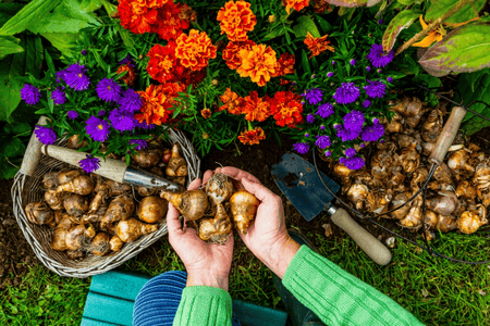 Hands holding brown bulbous tulip bulbs for low-care plants