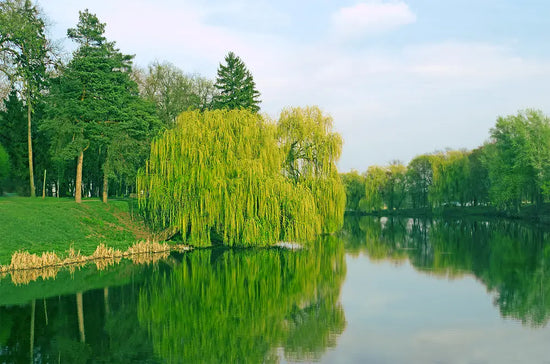 Types of Willow Trees