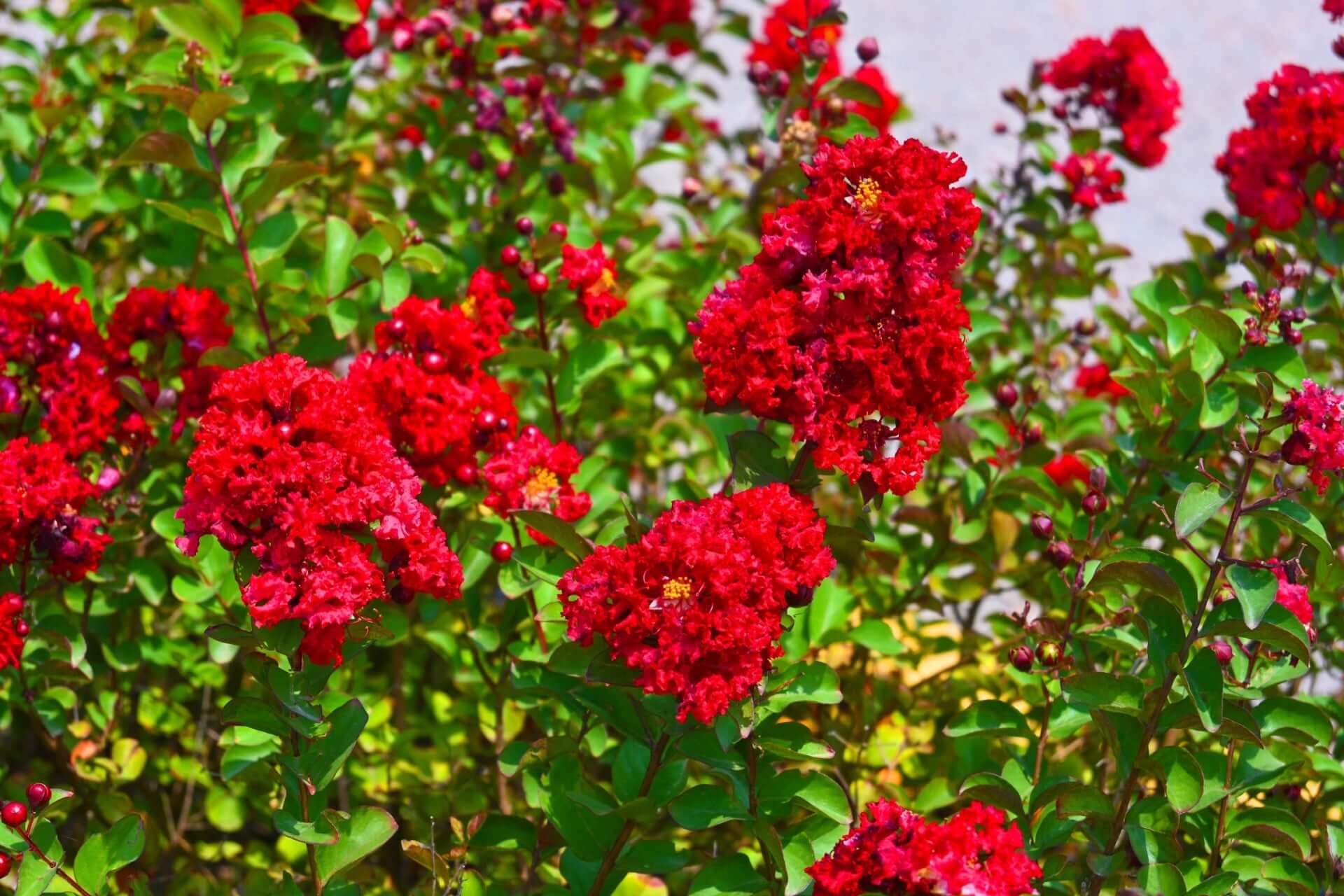Vibrant Red Rooster crepe myrtle blossoms with ruffled petals and lush foliage