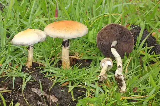 Three mushrooms with pale yellow to dark brown caps in comprehensive exploration