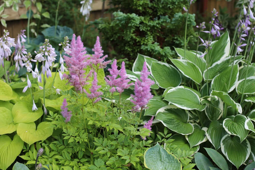 Pink astilbe flowers rise above lush green foliage in shade garden bed