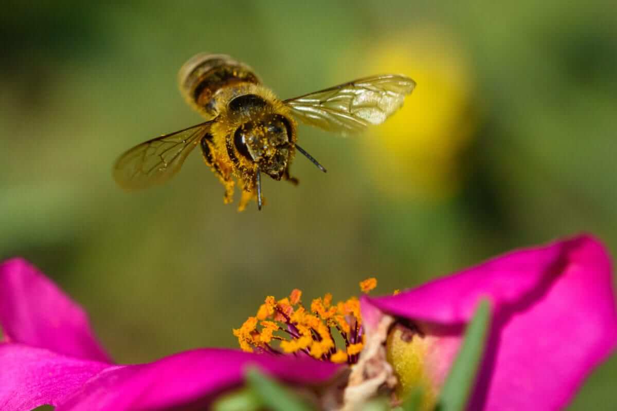 Honeybee with yellow black stripes hovers near pink flower in bee garden