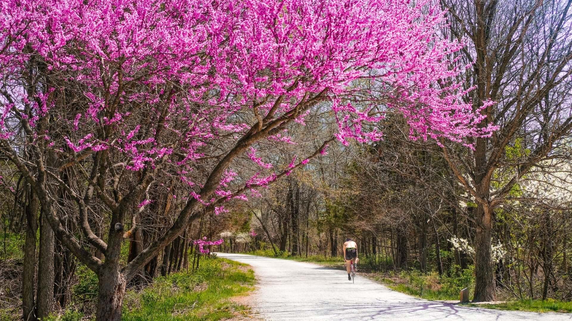 Cyclist rides winding path under redbud trees pink blossoms canopy