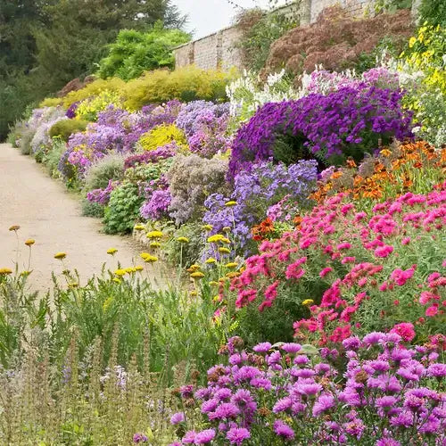 Vibrant hassle-free garden bed with colorful flowers cascading along stone wall