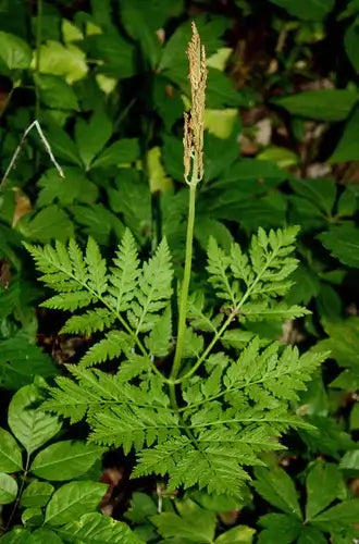 Rattlesnake fern with tall slender green fronds and feathery seed head