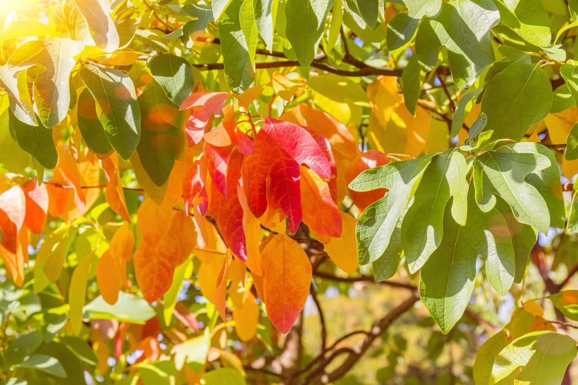 Vibrant sassafras autumn leaves in red, orange, and green on branch