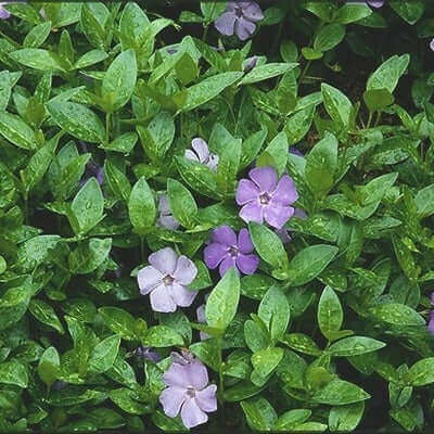 Purple and white Vinca Minor flowers blooming in lush green foliage