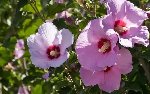Pink hibiscus flowers with ruffled petals and red centers in plant nursery