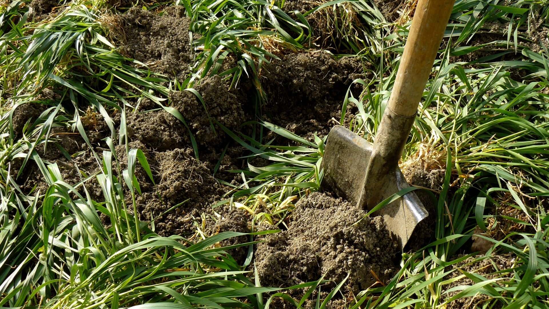 Shovel in moist soil for green manure gardening