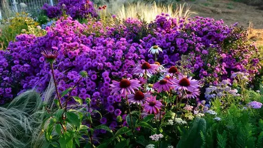 Top Perennial Seeds to Plant in Fall  TN Nursery