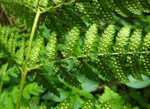 Vibrant wood fern frond with serrated leaflets and spore clusters