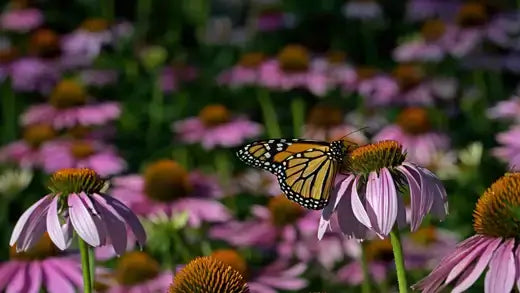 Monarch butterfly on pink coneflower in native plant landscaping