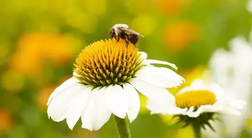 Fuzzy brown bee on white daisy, vital pollinator-friendly native plant