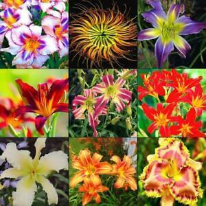 Vibrant edible lily flowers in purple, yellow, red, orange, white, pink
