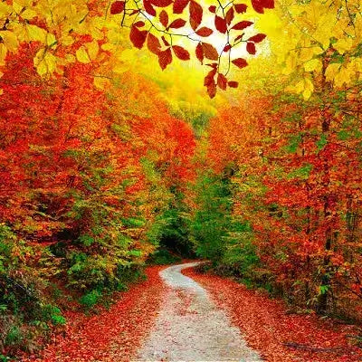 Winding gravel path lined with colorful fall foliage from TN Nursery trees
