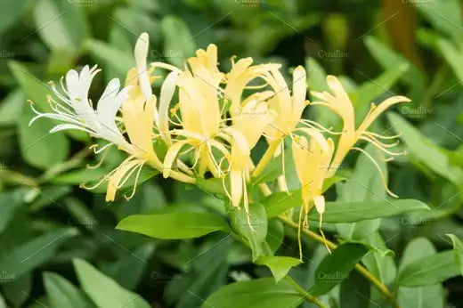 Delicate yellow and white honeysuckle vine flowers with slender petals
