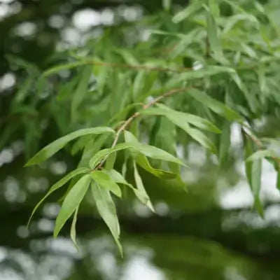 Vibrant green willow oak leaves with glossy texture