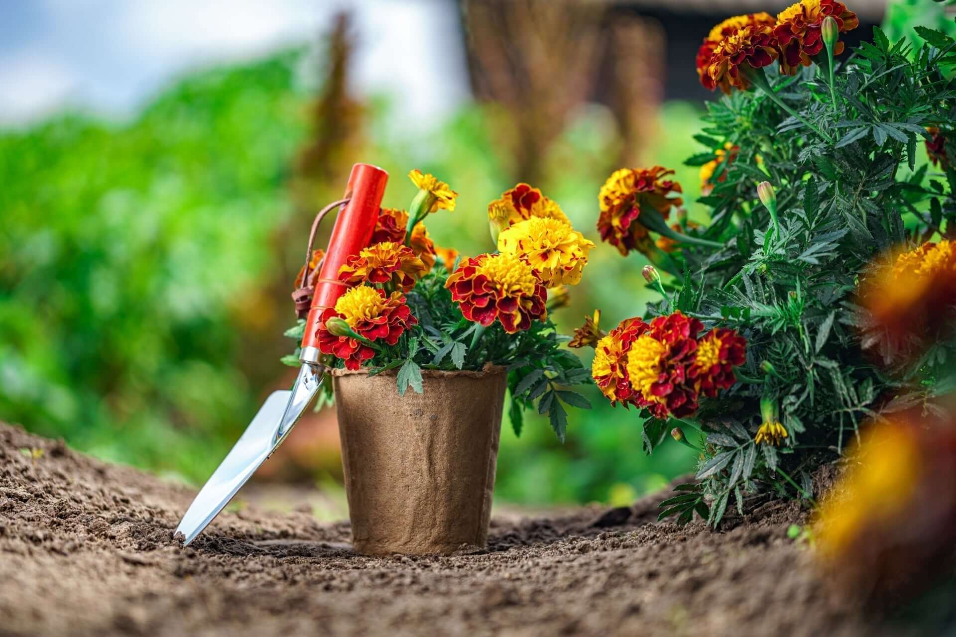 Vibrant marigold in orange-yellow blooms, rustic pot with red trowel