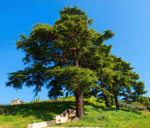Tall lush green cedar tree with dense foliage on grassy hill under blue sky