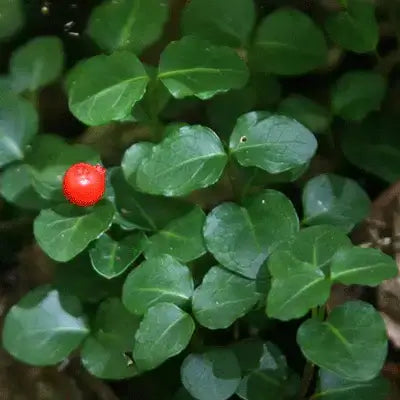 Vibrant red partridgeberry among lush glossy green leaves