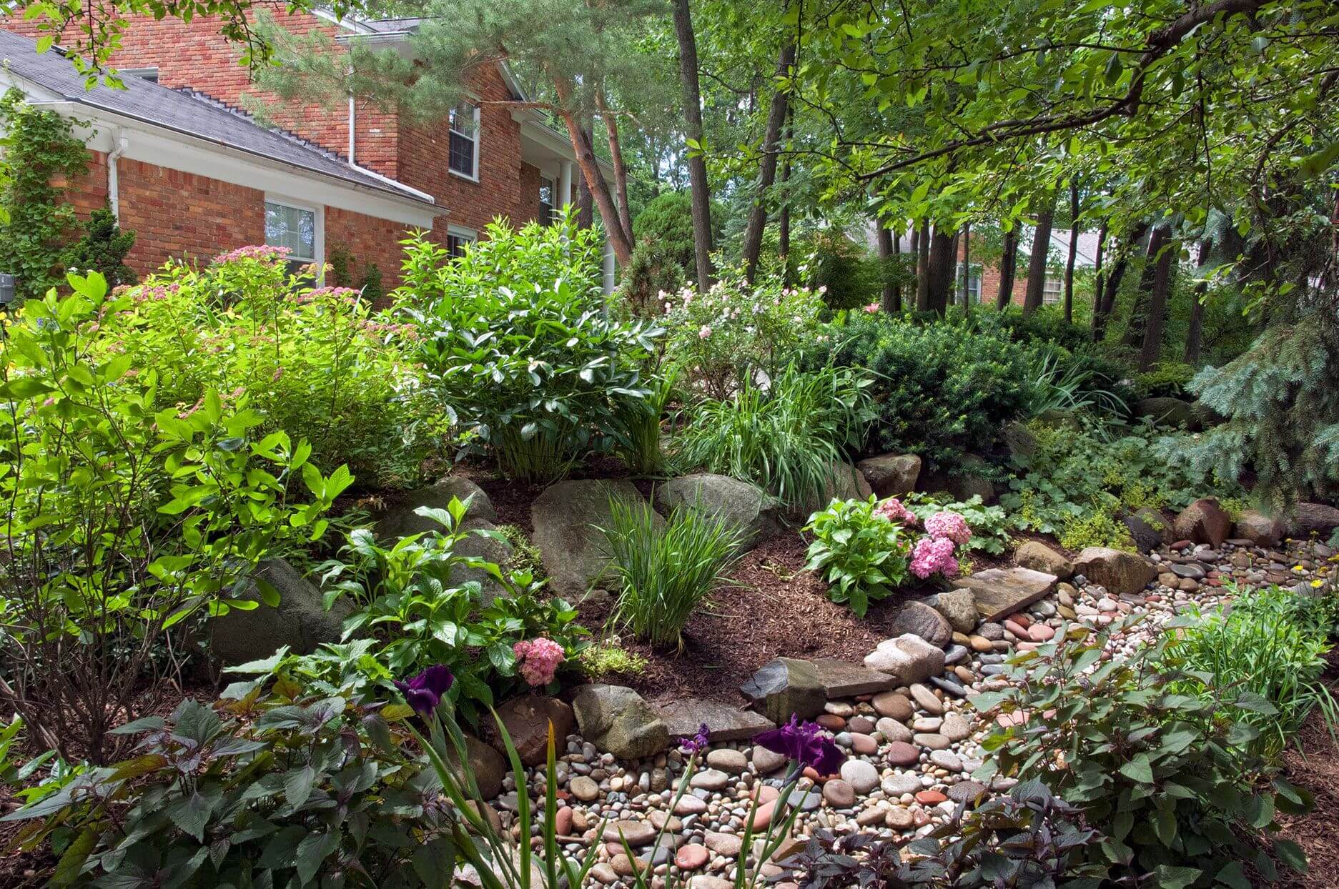 Lush rain garden of native plants with pink purple flowers amid rocks mulch foliage