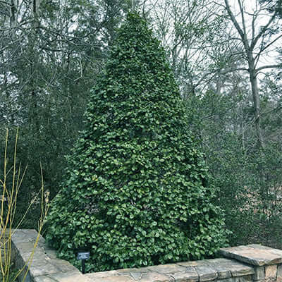 Dense conical American holly shrub with lush dark green foliage