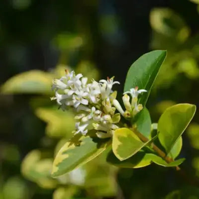 California privet delicate white flowers on variegated leaves