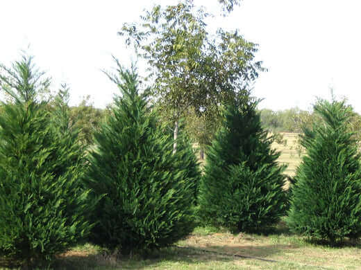 Row of lush Leyland cypress trees forming a living privacy fence