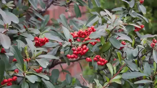 Foster holly bush with clusters of bright red berries and dark green oval leaves