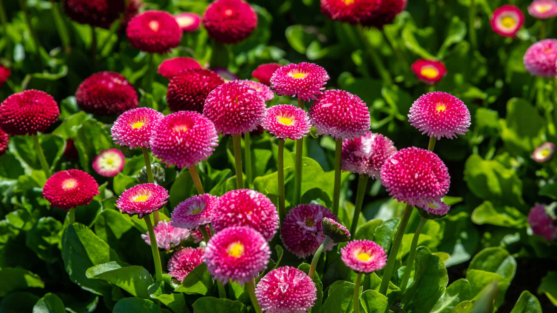 Vibrant pink daisies with yellow centers in perennial garden foliage