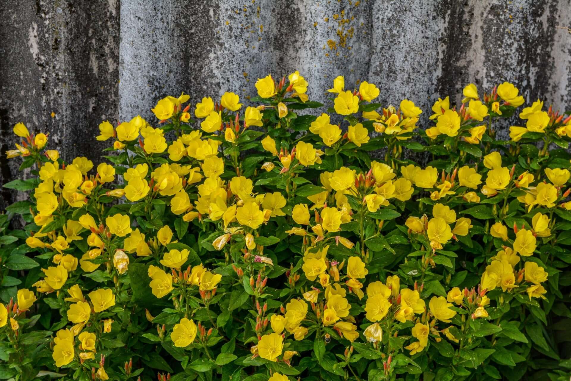 Vibrant yellow evening primrose flowers clustering against stone wall