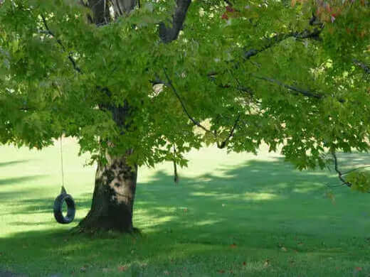 Black rubber tire swing hanging from shady backyard tree branch