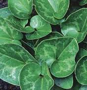 Arrowleaf ginger green heart-shaped leaves with mottled lighter green white pattern
