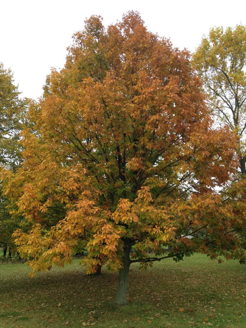 Majestic chestnut oak tree with vibrant orange yellow autumn leaves