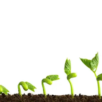 Vibrant green seedlings emerging from dark soil in plant life cycle stages