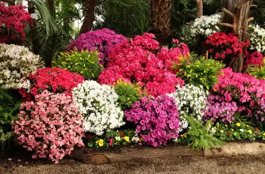 Vibrant flowering shrubs in pink, magenta, white, purple clusters